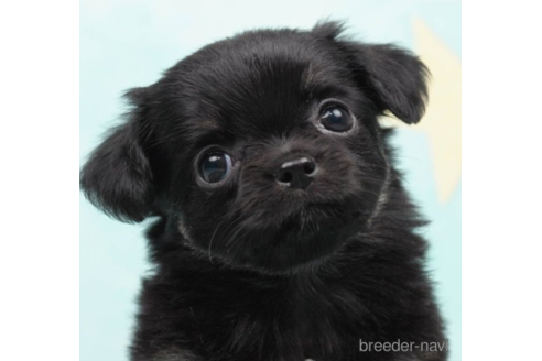 成約済の千葉県のチワワ(ロングコート)-225149の1枚目